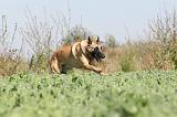 MALINOIS 286